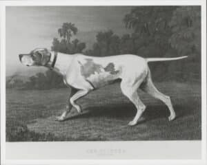 A black and white illustration of a pointer dog in a field, standing alert with one paw raised and its tail extended straight back.