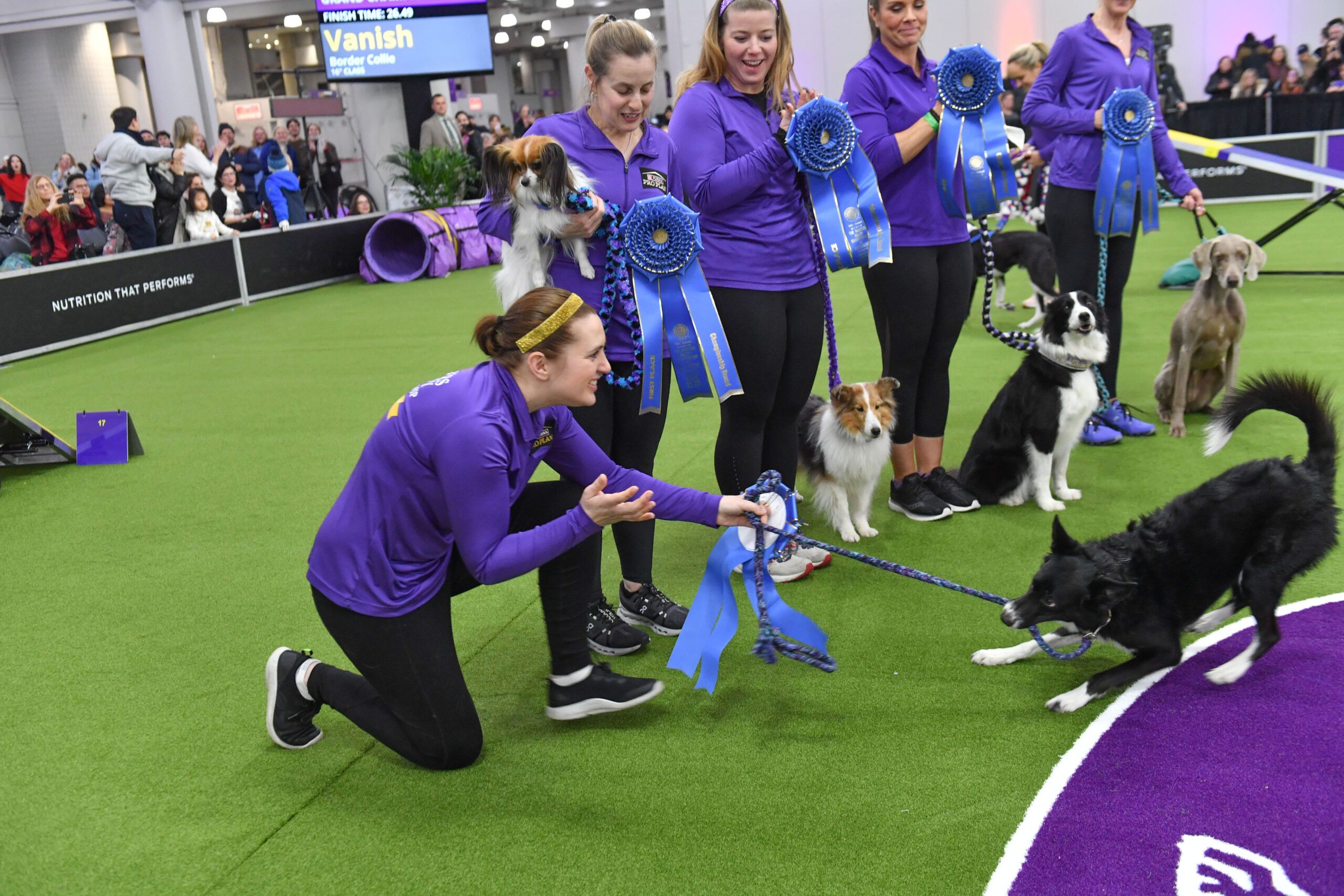 Women in matching purple shirts present blue ribbons to dogs at an indoor event, with spectators and agility equipment visible in the background. Meet Dr. Sara Lyle: The Westminster Kennel Club’s 2025 Veterinarian of the Year.