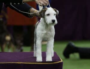 A white and tan terrier stands on a purple platform while being held by a handler at a dog show.