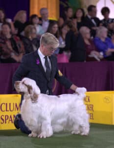 A handler presents a white Clumber Spaniel in a dog show ring, with spectators seated in the background—celebrating history and traditions as we look back and look forward to 150 years of excellence.
