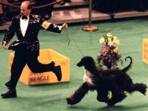 A man in a sequined suit runs alongside a long-haired dog in a dog show ring, with yellow signs and flowers highlighting the rich history and traditions: looking back as we look forward to 150.