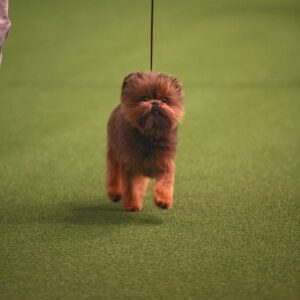 A small, brown, fluffy dog walks on a green indoor surface while on a leash.