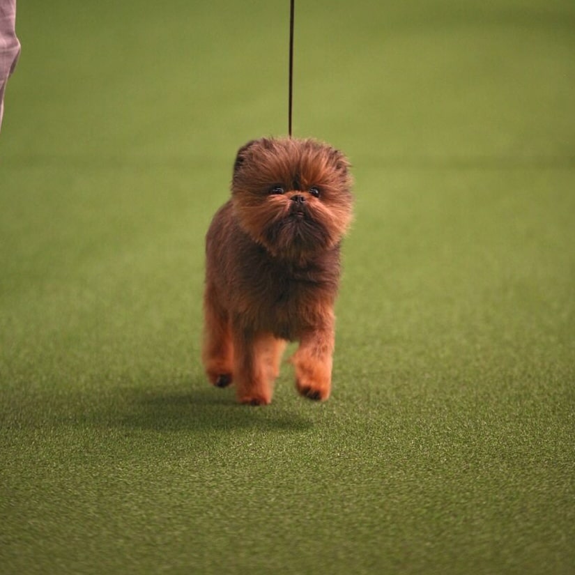 A small, brown, fluffy dog walks on a green indoor surface while on a leash.