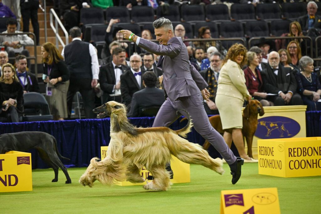 A person in a lavender suit leads an Afghan Hound around a show ring at a dog competition, with spectators and other handlers in the background.