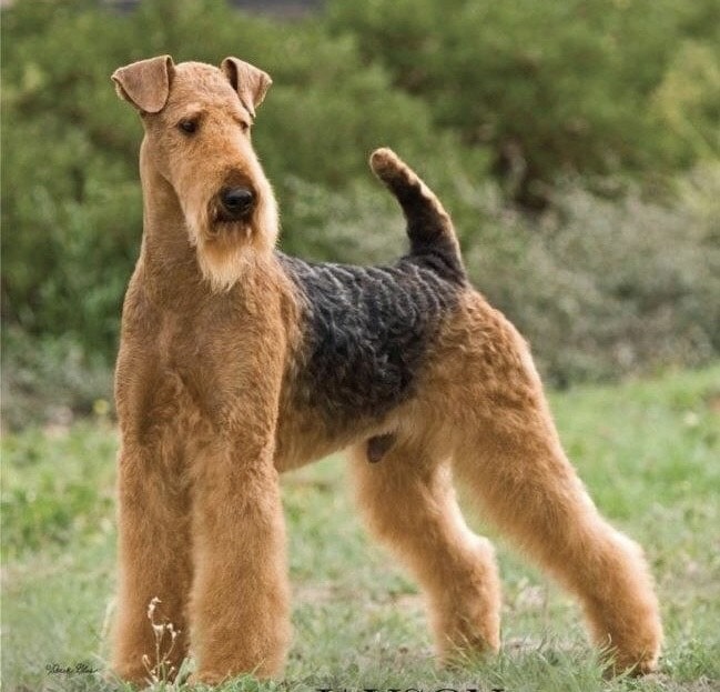 A brown and black Airedale Terrier stands alert on grass with its tail up, facing forward, outdoors with greenery in the background.