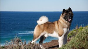 A brown and white Akita dog stands on a grassy cliff overlooking the ocean on a clear, sunny day.