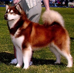 A large Alaskan Malamute dog stands on grass beside a person, displaying a thick fur coat and curled tail.