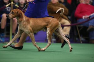 A brown and white dog on a leash trots alongside a handler in a blue outfit during a dog show, with spectators seated in the background.