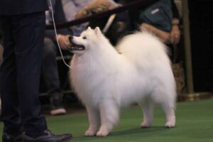 A fluffy white dog stands on a green carpet next to a person in formal attire at what appears to be a dog show or competition.