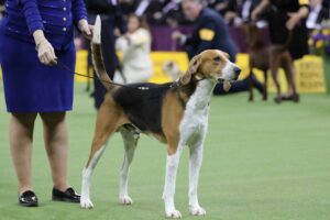 A dog stands on a leash held by a handler in a blue outfit at a dog show, with other dogs and people blurred in the background.