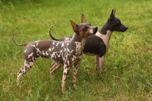 Two American Hairless Terrier dogs with spotted coats stand alert on grass, looking in the same direction.