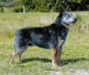 An Australian Cattle Dog stands alert on grass with a pond and trees in the background.