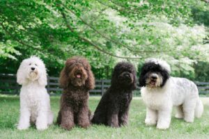 Four fluffy dogs of varying colors—white, brown, black, and black and white—sit on grass outdoors in front of a wooden fence and green trees.