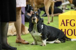 A basset hound on a leash sits on green turf at a dog show, surrounded by people and other dogs, next to a yellow sign.