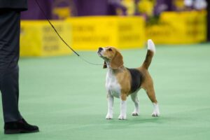 A beagle on a leash stands on a green floor in a dog show ring, looking up at a person. Yellow signs and flowers are visible in the background.
