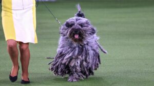 A handler walks a large, gray, corded-coat dog on a leash across a green indoor surface.