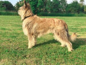 A shaggy, light brown dog with erect ears stands on green grass in a park, facing left, with trees and bushes in the background.