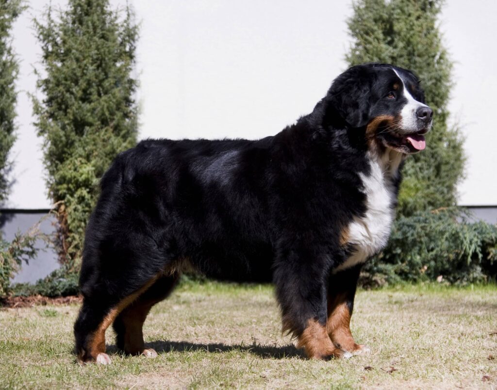 A Bernese Mountain Dog stands on grass outdoors with green shrubs and a white background behind it.