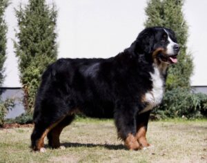 A Bernese Mountain Dog stands on grass outdoors with green shrubs and a white background behind it.