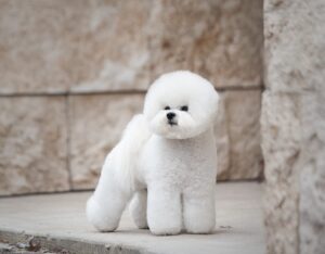 A well-groomed white Bichon Frise dog stands on a light-colored pavement next to a beige stone wall.