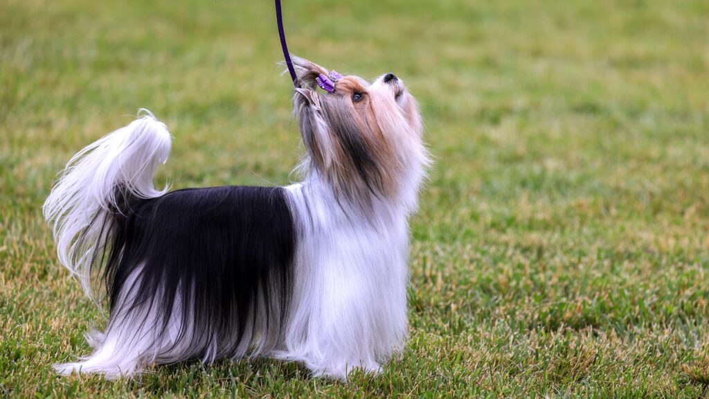 A small, long-haired dog on a leash stands on green grass, looking upward with its tail raised.