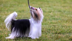 A small, long-haired dog on a leash stands on green grass, looking upward with its tail raised.