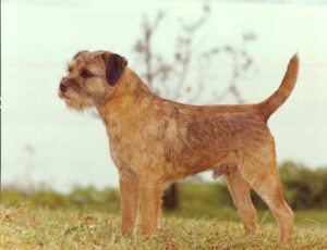 A brown, rough-coated Border Terrier stands alert on grass with a blurred outdoor background.
