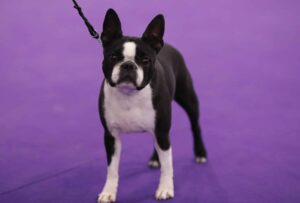 A black and white Boston Terrier stands on a purple surface, facing the camera, with a leash attached to its collar.