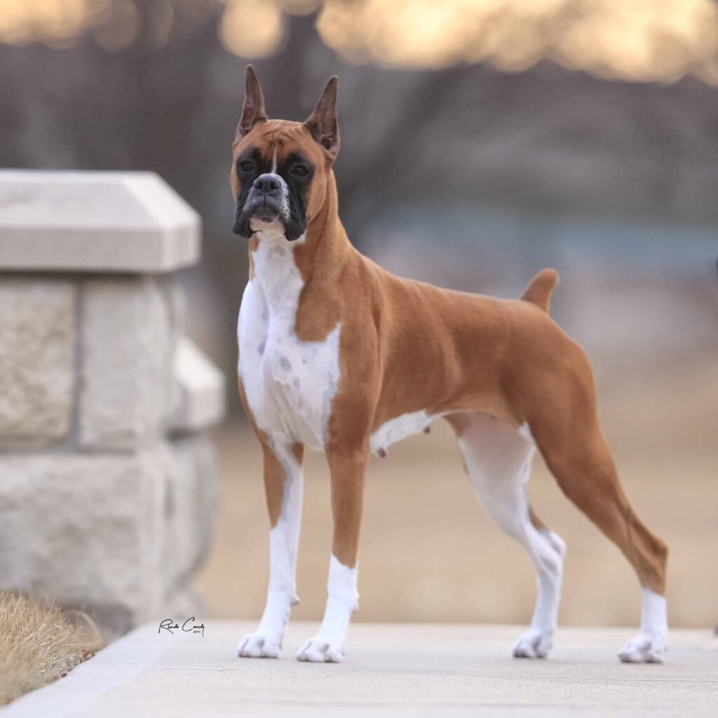 A fawn Boxer dog with cropped ears and white markings stands alert on a paved path next to a stone structure.
