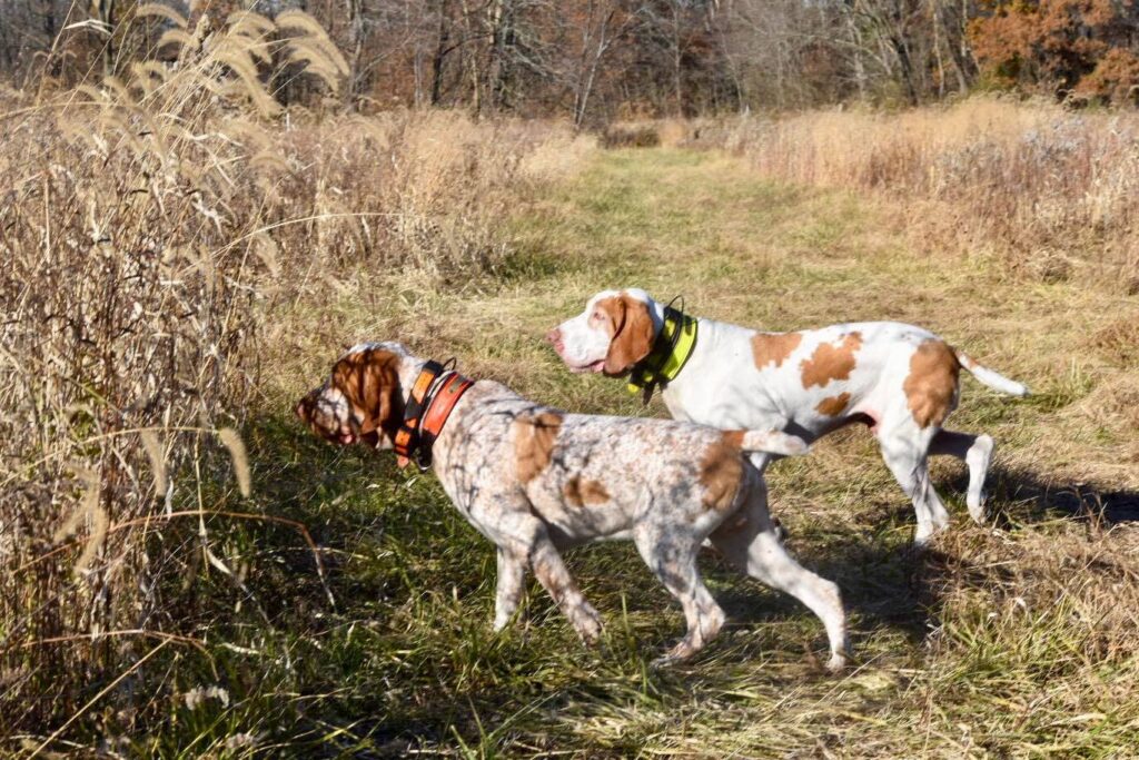 Two brown and white dogs with collars walk through a grassy field on a sunny day, surrounded by tall dry grass and trees in the background.