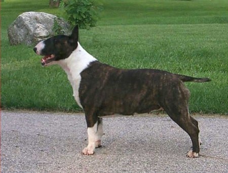 A brindle and white Bull Terrier stands on a paved surface with green grass and rocks in the background.