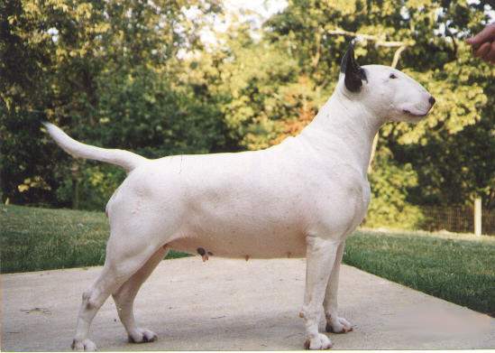 A white Bull Terrier standing on a concrete surface outdoors with trees in the background.
