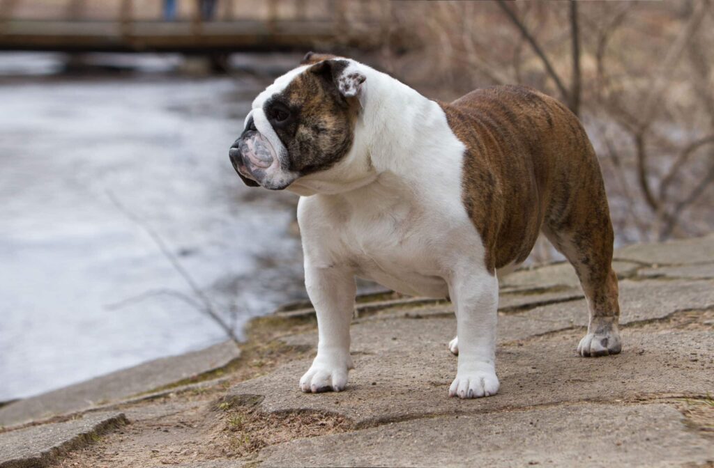 A brindle and white bulldog stands on a stone path near a body of water, looking to the left.