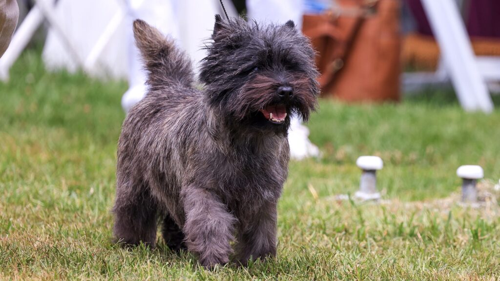 A small, shaggy gray dog with a black face walks on green grass outdoors, with chairs and blurred objects in the background.