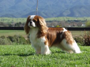 A brown and white Cavalier King Charles Spaniel stands on grass outdoors with mountains and fields in the background.