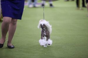 A Chinese Crested dog with white fur tufts walks on a leash beside a person in a blue dress and black shoes on a grassy surface, likely at a dog show.