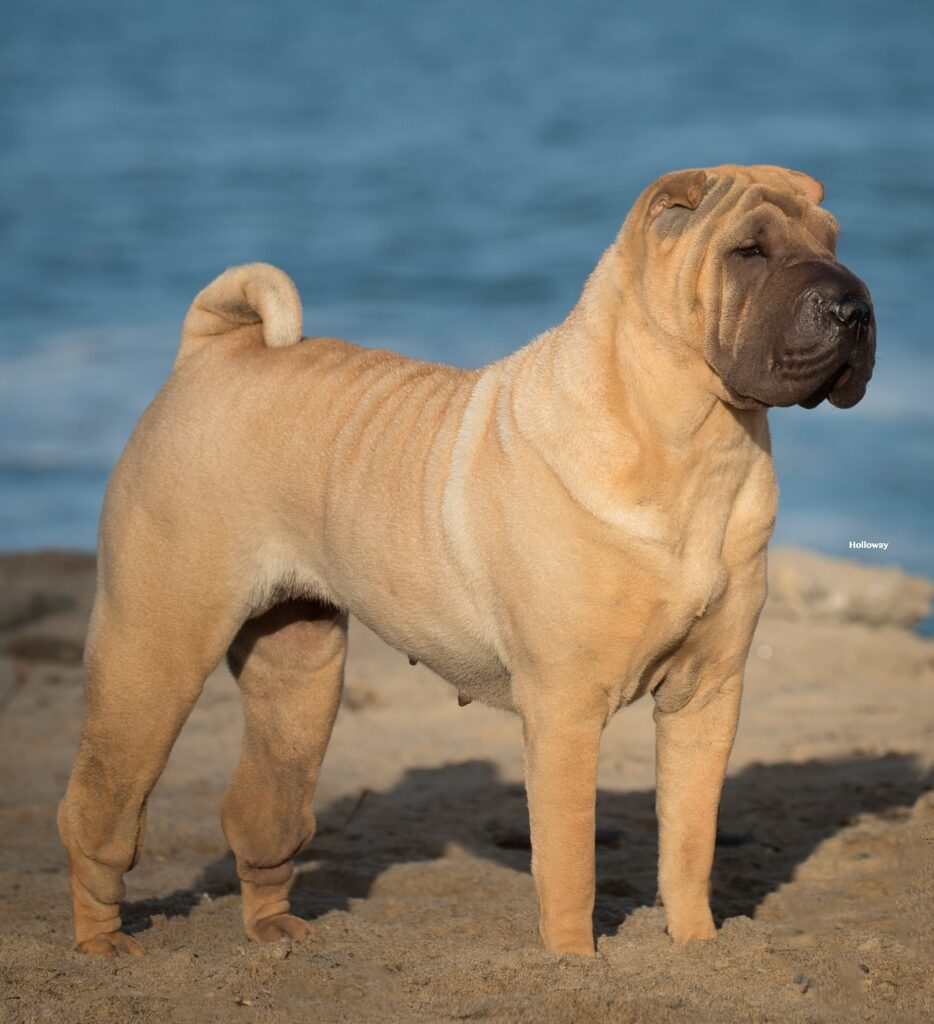 A fawn-colored Shar Pei dog with a wrinkled face and curled tail stands on a sandy beach with water in the background.