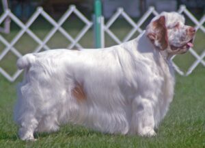 A Clumber Spaniel stands on grass near a white lattice fence, showing its long white fur with brown markings.