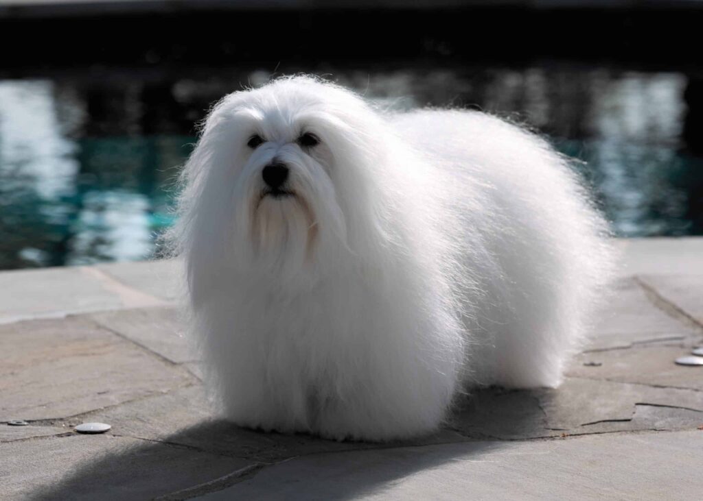 A fluffy white dog with long, silky fur stands on a stone patio near a pool.