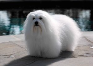 A fluffy white dog with long, silky fur stands on a stone patio near a pool.