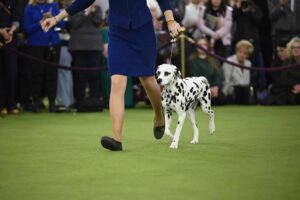 A person in a blue outfit leads a Dalmatian on a leash during a dog show, with spectators watching in the background.