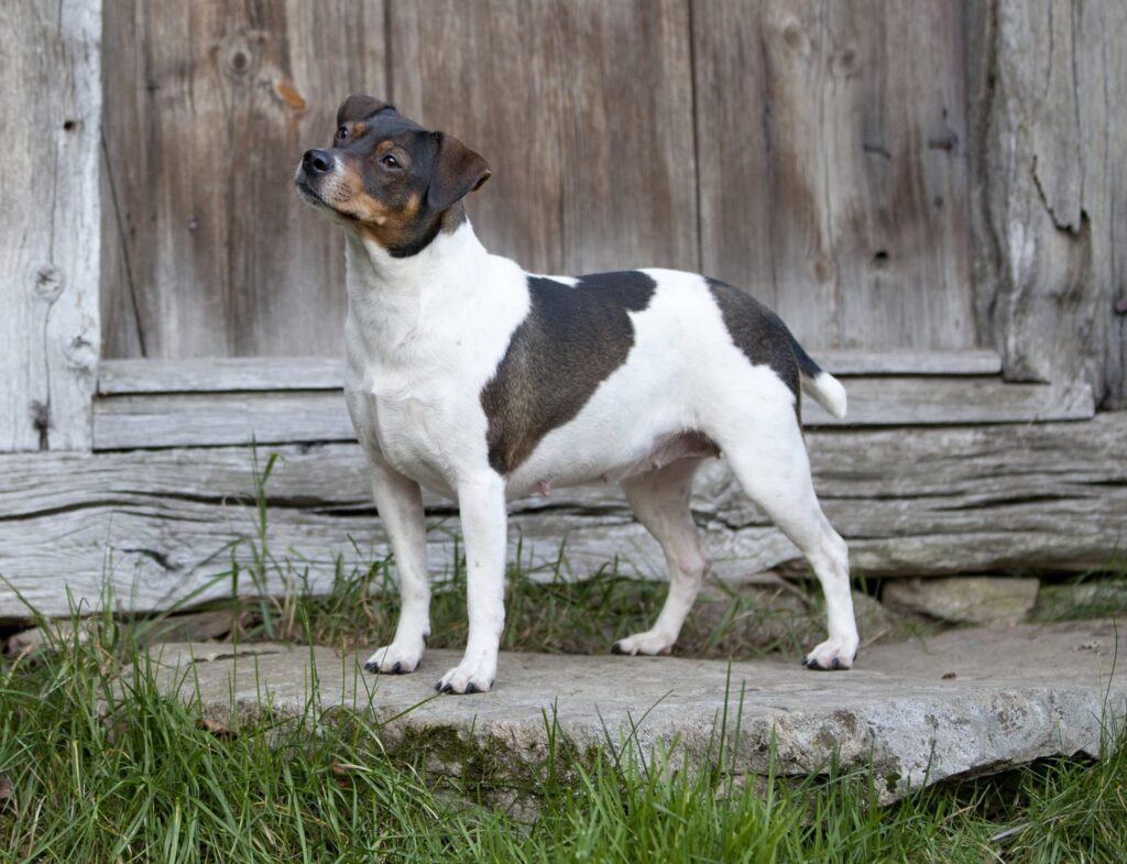 A small black, white, and brown dog stands on a stone slab in front of a weathered wooden wall, looking upward.