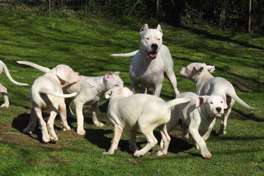 A group of white dogs, including several puppies and one adult, stand and interact on a grassy outdoor area.