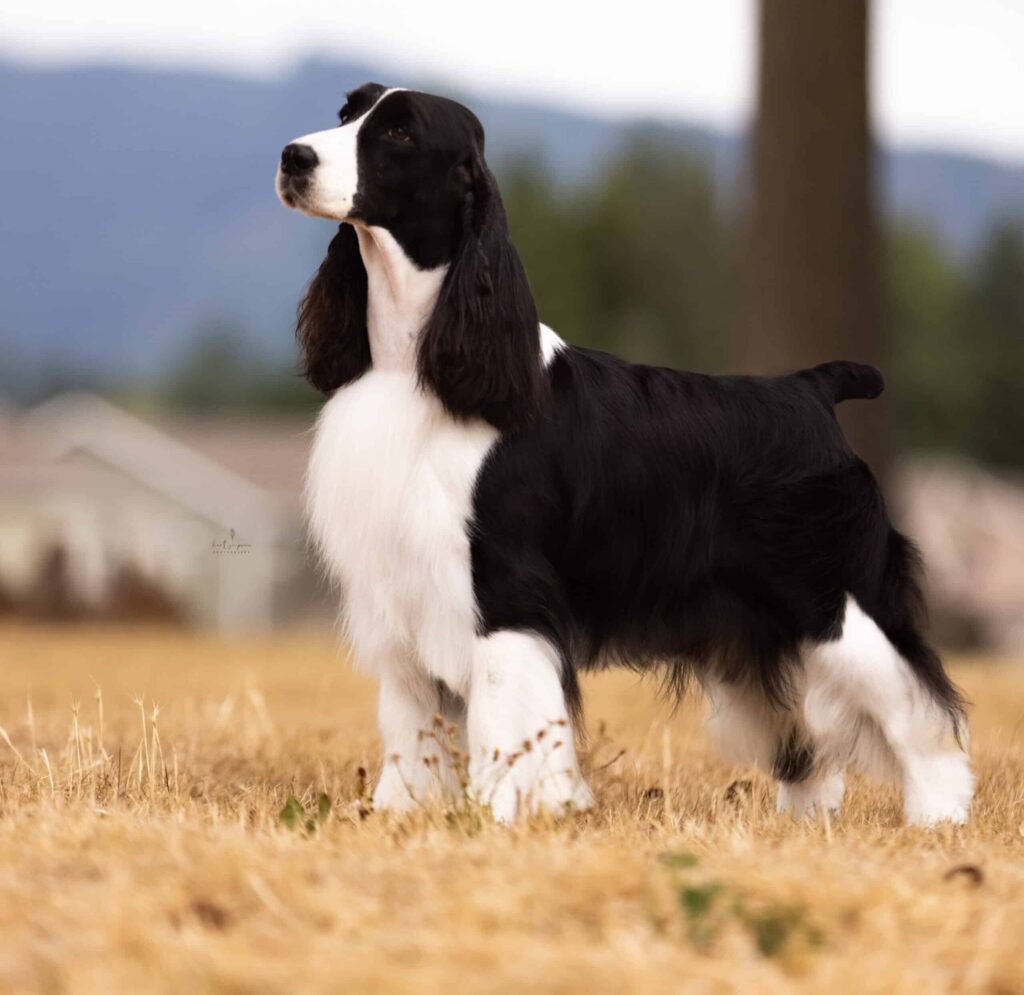 A black and white English Springer Spaniel stands alert on dry grass with a blurred outdoor background.