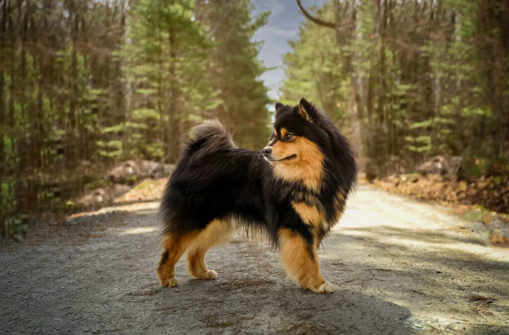 A fluffy black and tan dog stands alert on a dirt path surrounded by trees in a forested area.