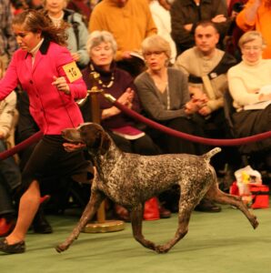A handler in a pink blazer leads a German Shorthaired Pointer dog around a show ring, with an audience watching in the background.