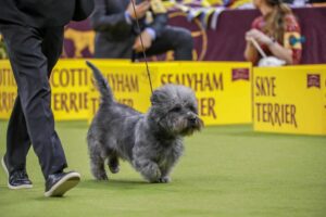 A small grey dog on a leash is being walked by a handler in a show ring, with yellow signs for different terrier breeds in the background.