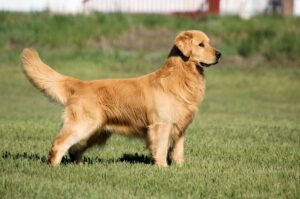 A golden retriever stands on green grass, facing to the right, with its tail raised and ears perked up.