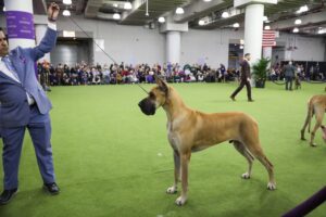 A handler presents a large tan Great Dane in a dog show ring, with spectators seated in the background and an American flag hanging on the wall.