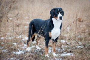 A large, tricolor dog with a black, white, and brown coat stands on dry grass with patches of snow in an open field.